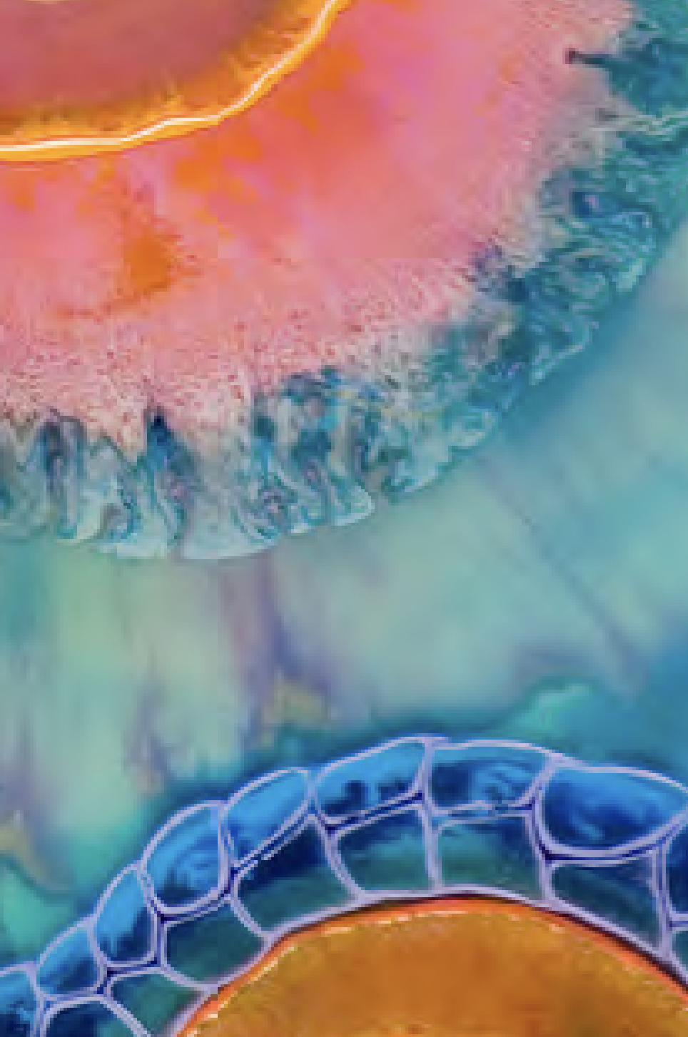 Bifidobacterium longum PB-VIR