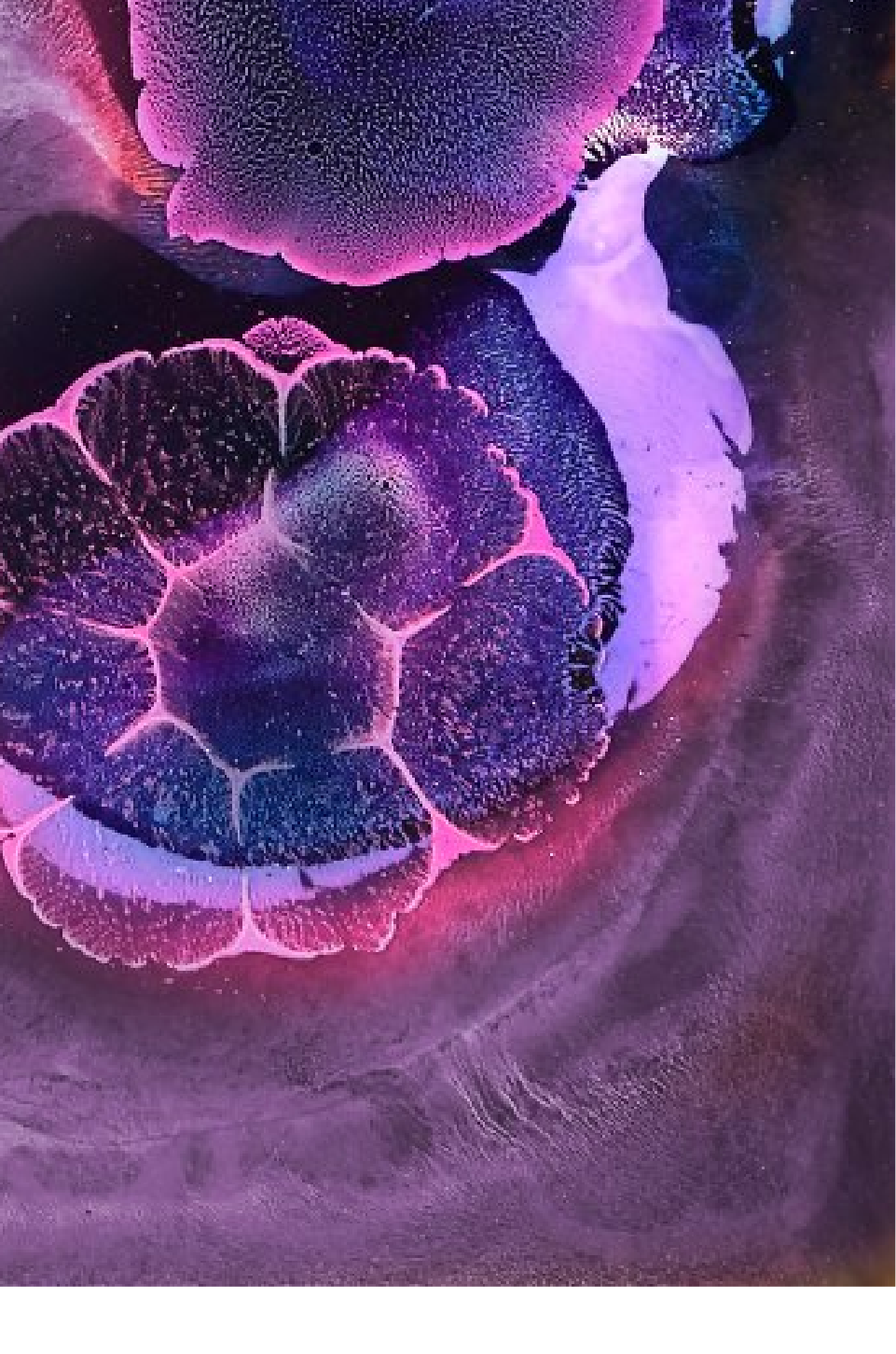 Bifidobacterium longum  1714