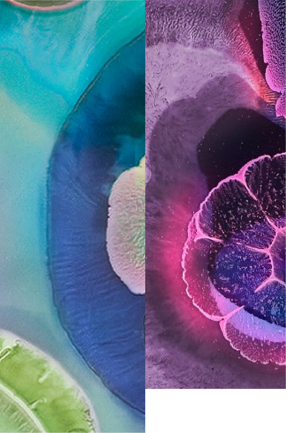 Dual Strain 35624® and 1714